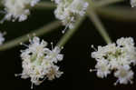 Hairy angelica